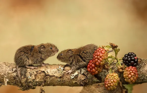 Picture nature, berries, mouse