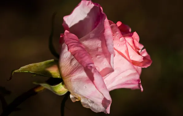 Picture drops, close-up, Rosa, background, pink, dark, rose, stem, Bud
