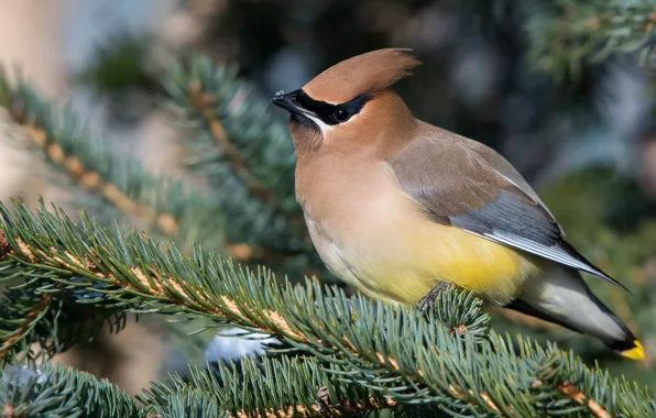Picture branches, nature, background, bird, spruce, needles, bright plumage, crest, the Waxwing, bird
