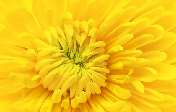 Picture flower, yellow, chrysanthemum
