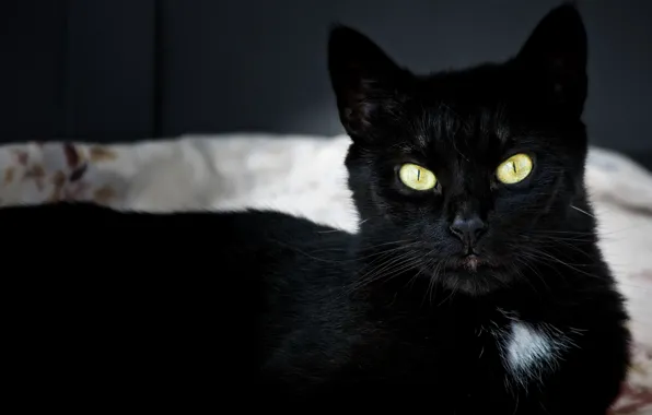 Picture eyes, cat, black