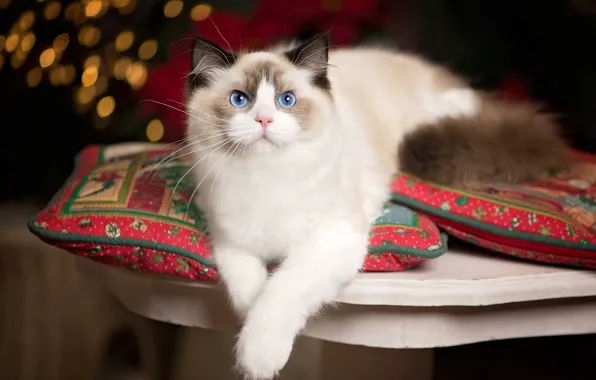 Picture cat, look, legs, pillow, blue eyes, Ragdoll
