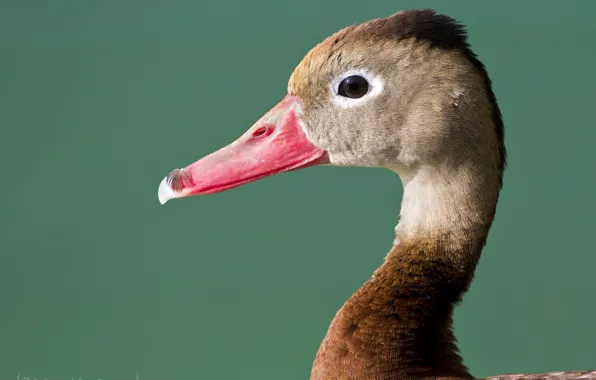 Picture background, bird, portrait, goose