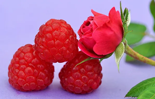 Picture flower, berries, raspberry, rose