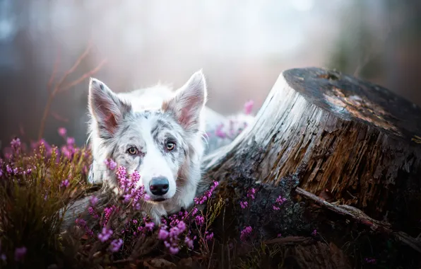 Picture flowers, stump, dog