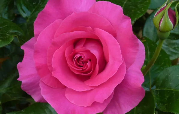 Picture Flower, Pink rose, Pink rose