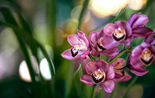 Picture branch, exotic, Orchid