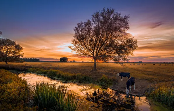 Picture field, summer, sunset, nature, river, cows