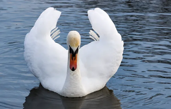 Picture pond, bird, wings, Swan
