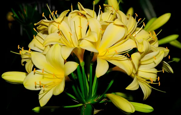 Picture nature, Lily, petals
