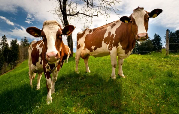 Picture nature, Switzerland, cows