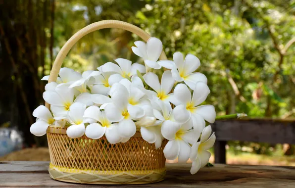 Picture flowers, basket, white, white, flowers, plumeria, plumeria