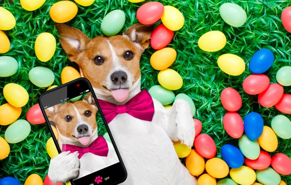 Picture grass, dog, colorful, Easter, happy, dog, spring, Easter, eggs, holiday, funny, phone, the painted eggs