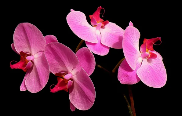 Picture macro, background, petals, Orchid
