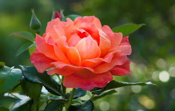 Picture rose, beauty, lush