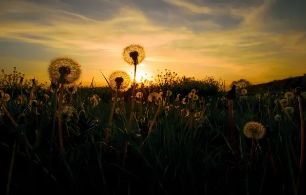 Picture night, spring, dandelions