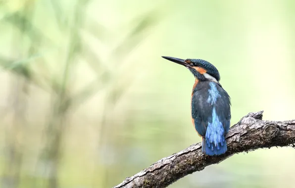 Picture birds, tree, Kingfisher, angler