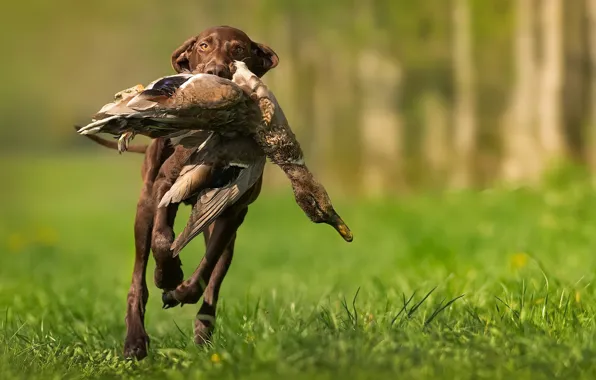 Picture bird, dog, hunting