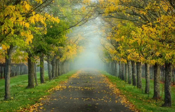Picture autumn, California, usa, morning mist, alley in the Park