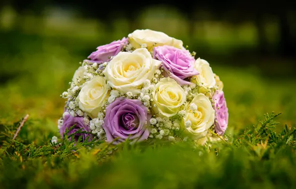 Picture roses, blur, the bride's bouquet