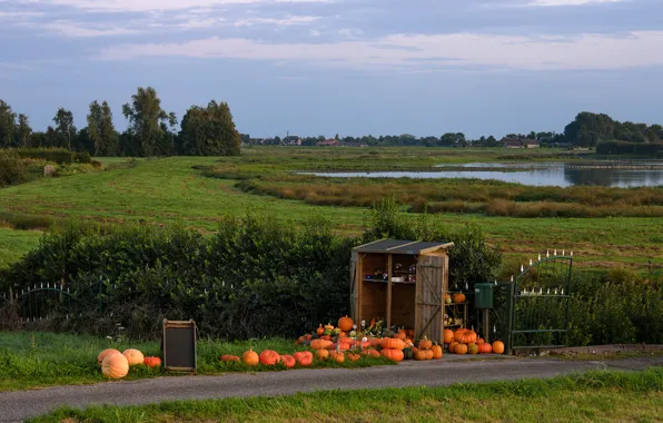 Picture road, greens, field, grass, trees, lake, the evening, pumpkin, houses, Netherlands, the bushes, De Hoef