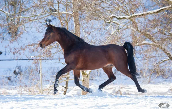 Picture horse, horse, power, running, grace, chestnut, (с) Oliver Seitz