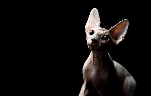 Picture cat, eyes, look, kitty, black background, kitty, Sphinx