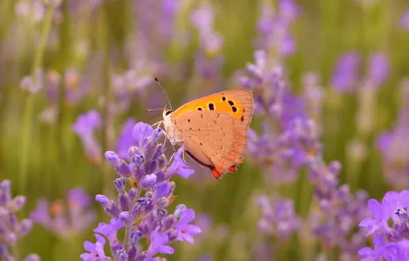 Picture Macro, Butterfly, Lavender, Lavender, Macro, Butterfly