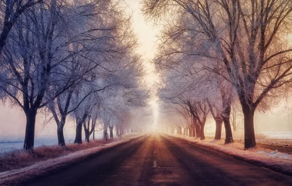 Picture winter, frost, road, fog