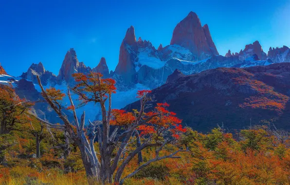 Picture autumn, trees, mountains, top, peak, Argentina, Santa Cruz