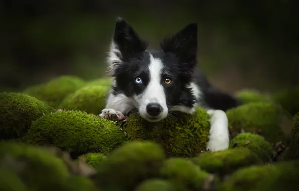 Picture look, face, moss, dog, The border collie