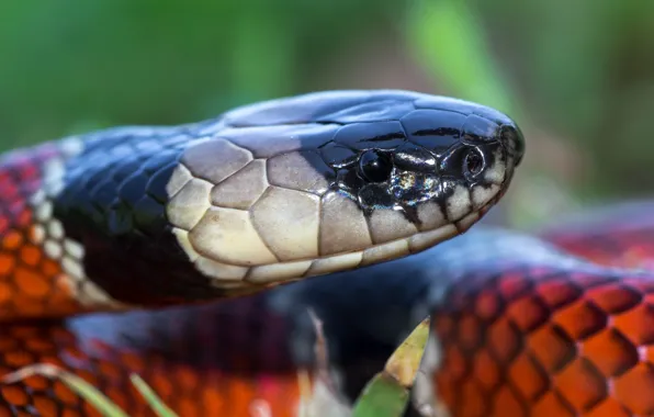 Picture eyes, look, face, close-up, portrait, snake, fauna, bright, reptiles, red with black