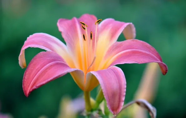 Picture flower, nature, Lily, petals