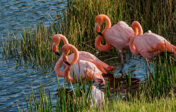 Picture animals, grass, birds, lake, pond, thickets, Flamingo, pond, wildlife, birds, pink flamingos