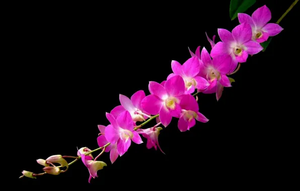 Picture background, petals, Orchid, inflorescence
