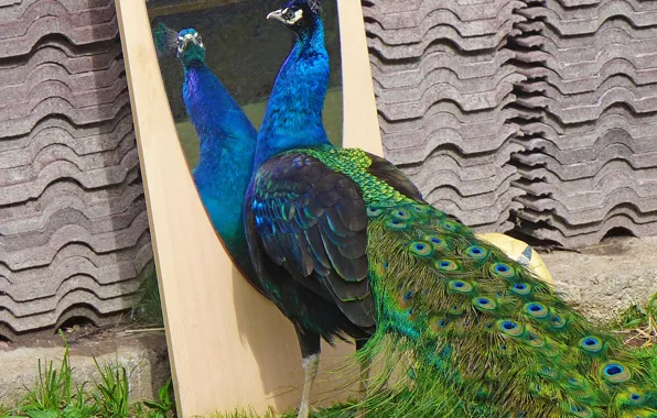 Picture color, peacock, color, feathers