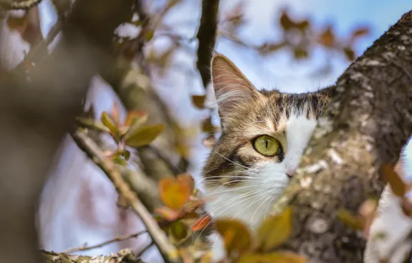 Picture eyes, cat, tree