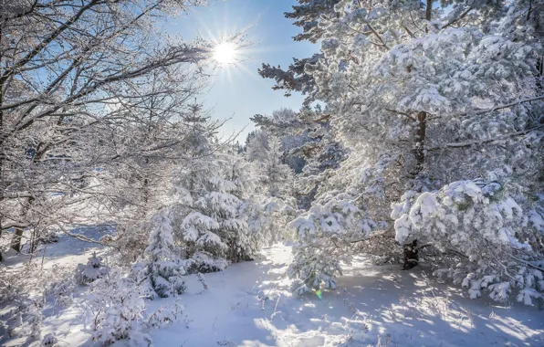 Picture winter, forest, the sun, snow, trees