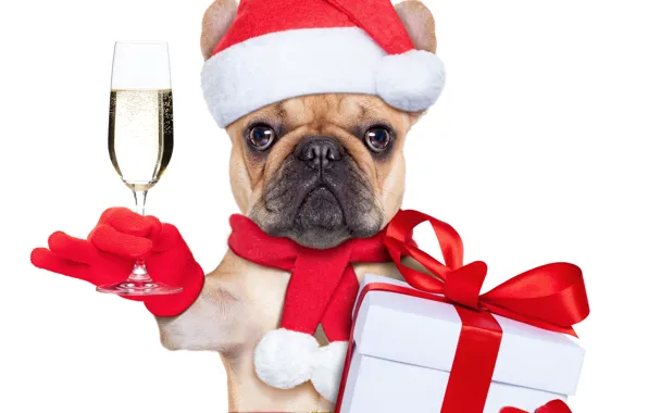 Picture winter, box, gift, hat, scarf, Christmas, bulldog, champagne, bow, Christmas, winter, 2018, New Year