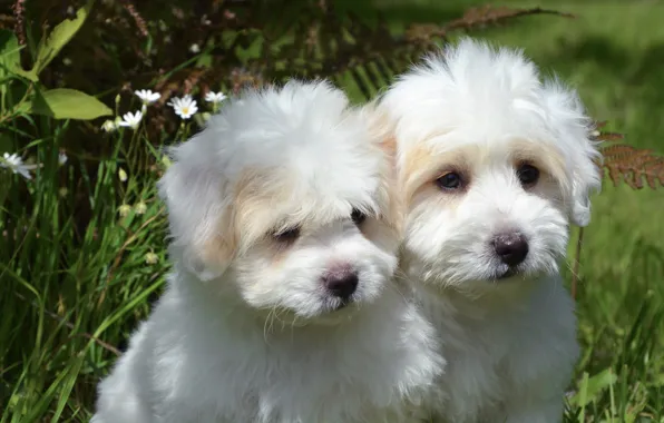Picture dogs, summer, grass, leaves, nature, glade, puppies, puppy, white, a couple, two, cuties