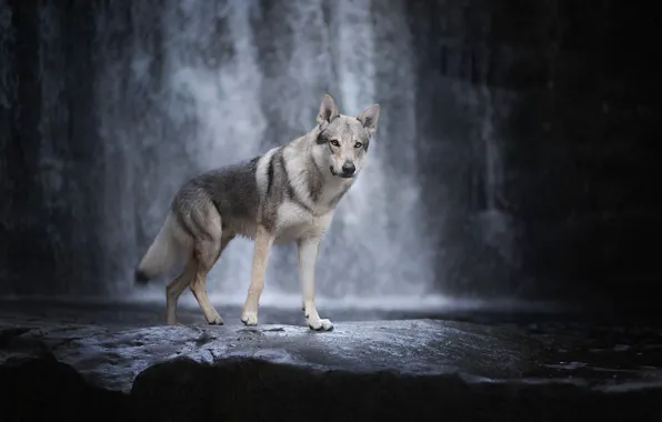Picture waterfall, dog, Czechoslovakian, Wolfdog, The Czechoslovakian Wolfdog