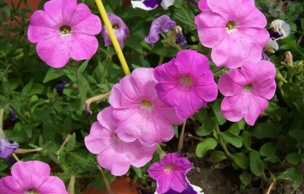 Picture flowers, pink, flowerbed, Petunia, Mamala ©