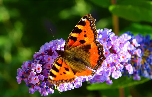 Picture Macro, Spring, Butterfly, Flowers, Flowers, Spring, Macro, Butterfly