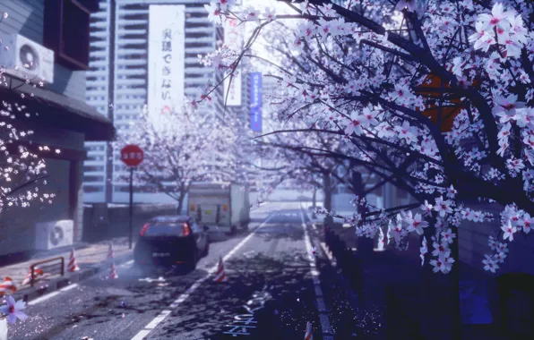 Picture auto, the city, spring, Sakura