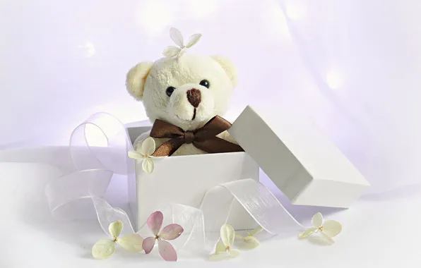 Picture background, box, gift, toy, tape, bear, flowers, Teddy bear
