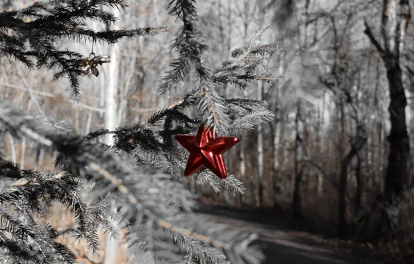Picture forest, holiday, star