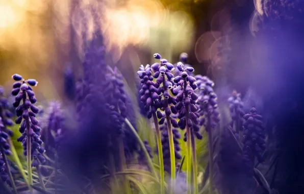 Picture purple, light, flowers, nature, background, spring, blur, bokeh, Muscari, composition, hyacinths, hyacinth mouse, mouse