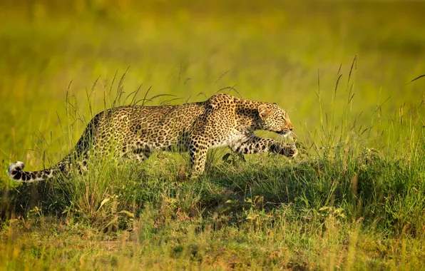 Picture predator, leopard, sneaks