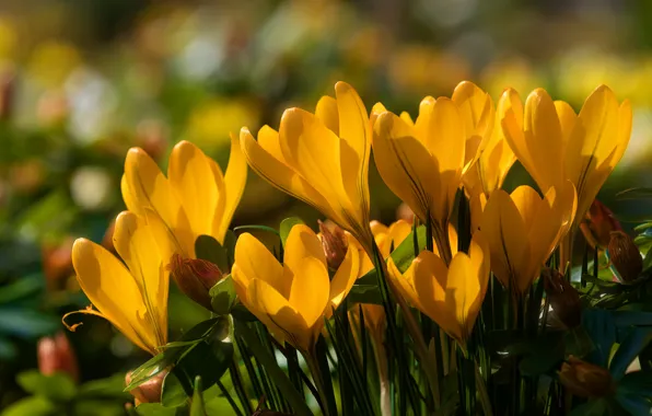 Picture spring, crocuses, yellow, saffron