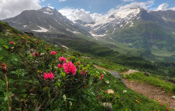 Picture Flowers, Nature, Mountains, Austria, Panorama, Nature, Grass, Flowers, Mountains, Austria, Salzburg, Salzburg, Panorama, Rhododendron, Rhododendron
